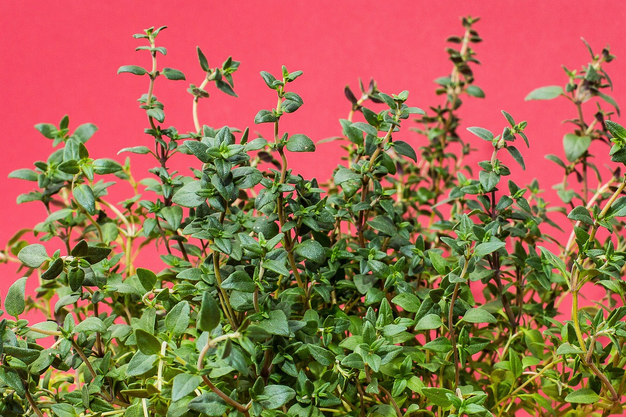 How to Grow an Herb Garden on Your Balcony